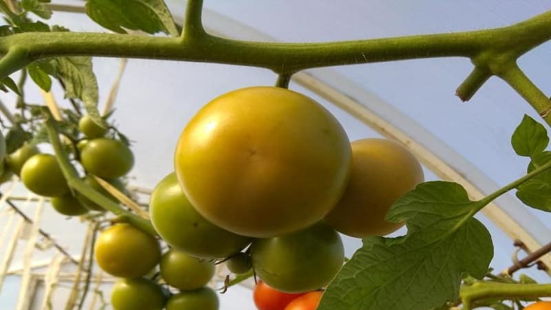 Tomates Stresa de alto rendimento, saborosos e fáceis de cuidar para cultivo em campo aberto ou em estufa