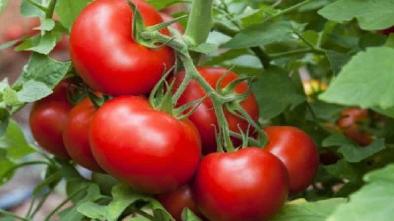 Pomodori Stresa ad alta resa, gustosi e facili da curare, da coltivare in piena terra o in serra