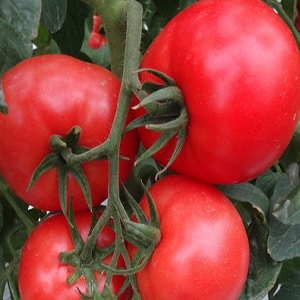 En variasjon med stor frukt og en behagelig smak - Akulina-tomaten og en trinn-for-trinn-veiledning for å dyrke den