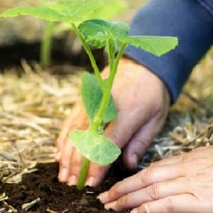 Cómo conseguir una buena cosecha de calabazas: cultivo y cuidado en campo abierto, recomendaciones de jardineros experimentados