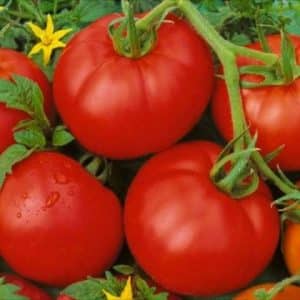 Revisión de la variedad de tomate Moskvich: pros y contras, y cómo conseguir una buena cosecha.