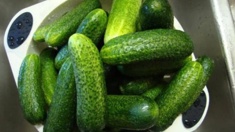 How to properly grow Claudius f1 cucumbers to break yield records