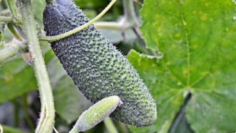 How to properly grow Claudius f1 cucumbers to break yield records