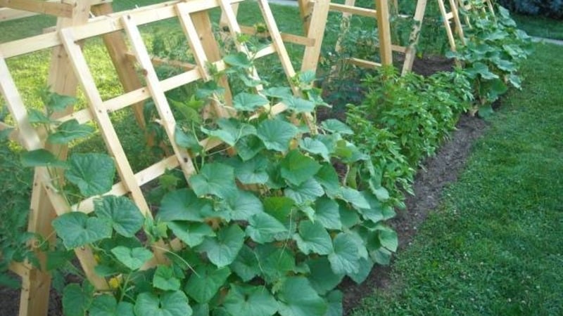 How to properly grow Claudius f1 cucumbers to break yield records