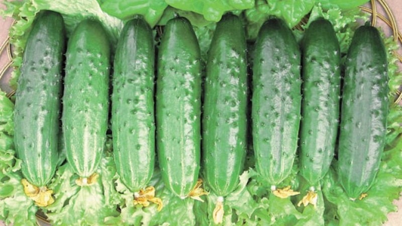 How to properly grow Claudius f1 cucumbers to break yield records