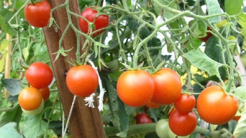 Seorang veteran pemilihan domestik - tomato masak awal Siberia, diuji masa dan disukai oleh tukang kebun