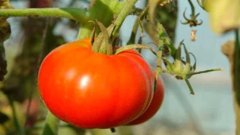 Seorang veteran pemilihan domestik - tomato masak awal Siberia, diuji masa dan disukai oleh tukang kebun