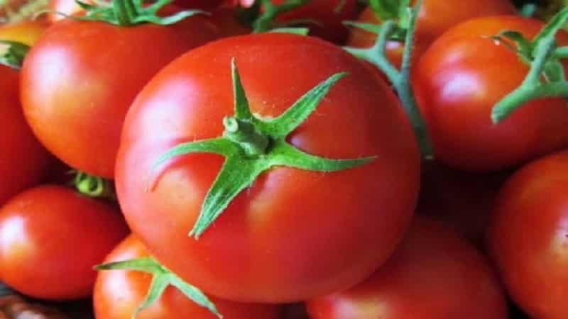 Un veterano de la selección nacional: el tomate siberiano de maduración temprana, probado en el tiempo y amado por los jardineros.