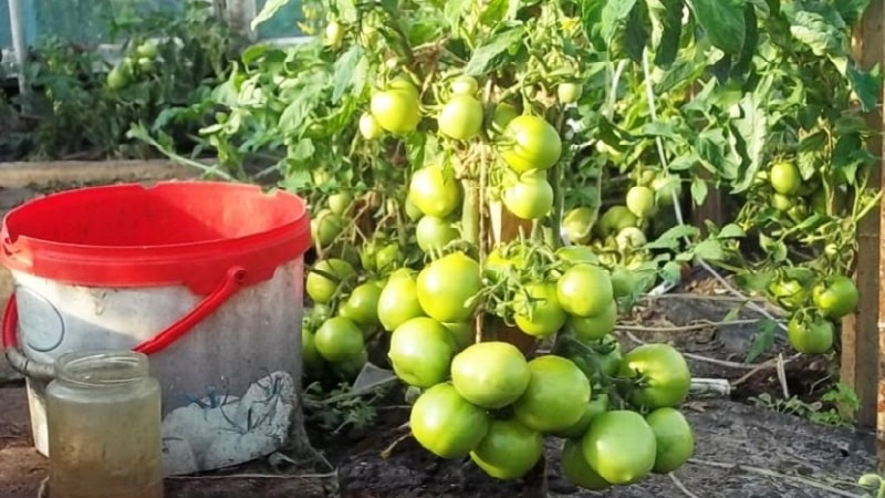 Seorang veteran pemilihan domestik - tomato masak awal Siberia, diuji masa dan disukai oleh tukang kebun