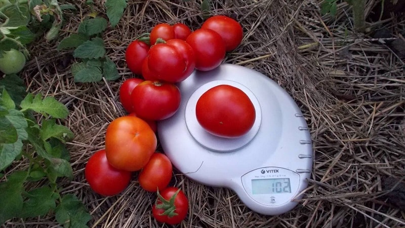 Seorang veteran pemilihan domestik - tomato masak awal Siberia, diuji masa dan disukai oleh tukang kebun