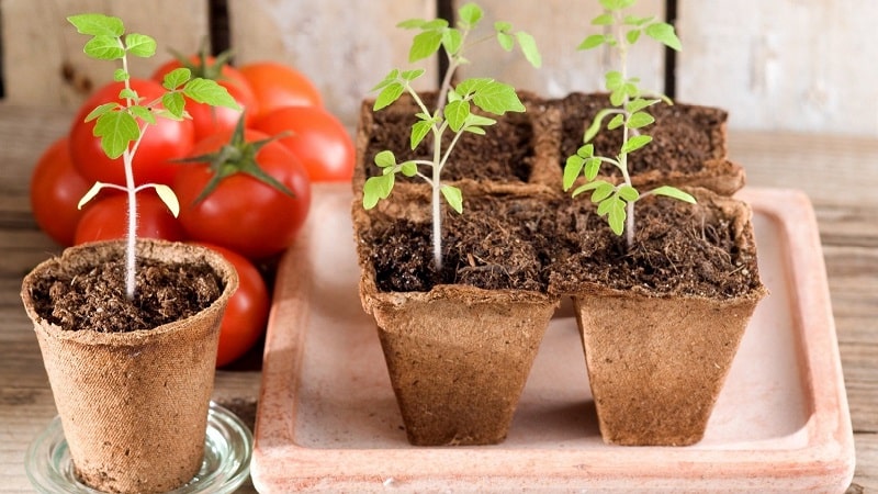 En veteran innen innenlandsk utvalg - den sibirske tidligmodne tomaten, tidstestet og elsket av gartnere