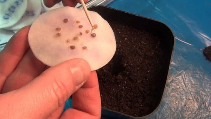 Un veterano de la selección nacional: el tomate siberiano de maduración temprana, probado en el tiempo y amado por los jardineros.