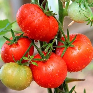 Seorang veteran pemilihan domestik - tomato masak awal Siberia, diuji masa dan disukai oleh tukang kebun