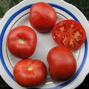 Un veterano de la selección nacional: el tomate siberiano de maduración temprana, probado en el tiempo y amado por los jardineros.