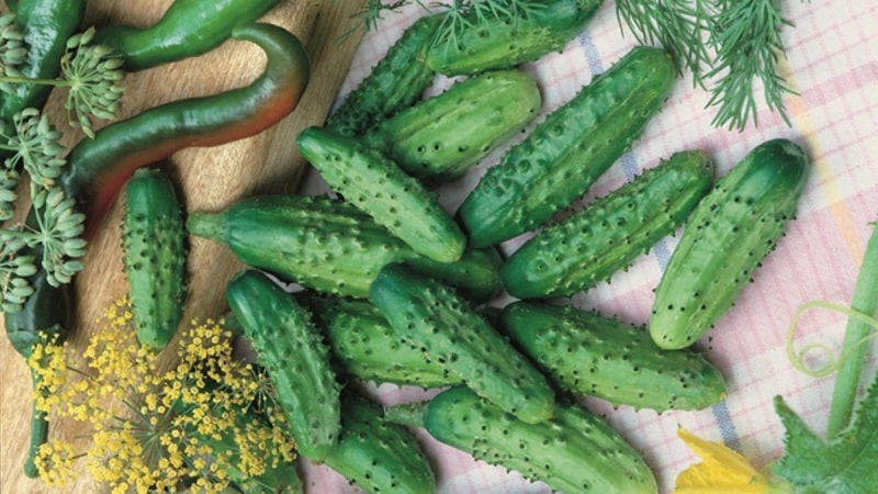 Maagang hinog na Parisian gherkin cucumber para sa pinakamasarap na paghahanda sa taglamig