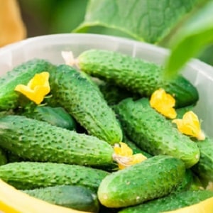 Maagang hinog na Parisian gherkin cucumber para sa pinakamasarap na paghahanda sa taglamig