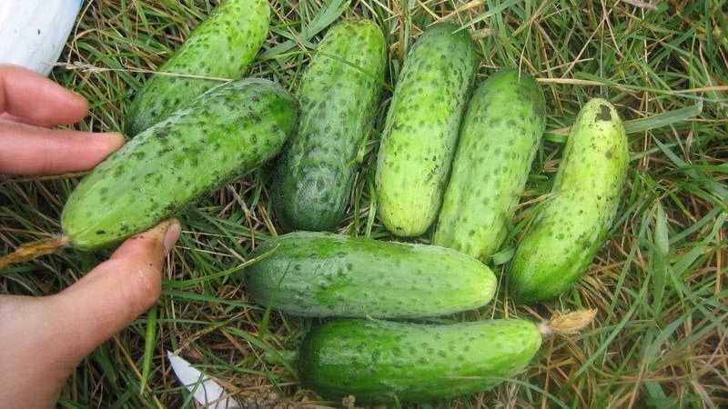 Frühreife Pariser Gewürzgurken für die köstlichsten Winterzubereitungen