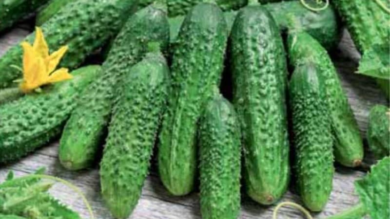 Maagang hinog na Parisian gherkin cucumber para sa pinakamasarap na paghahanda sa taglamig