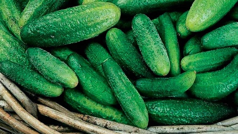 Maagang hinog na Parisian gherkin cucumber para sa pinakamasarap na paghahanda sa taglamig