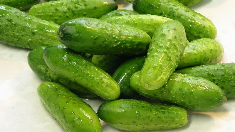 Maagang hinog na Parisian gherkin cucumber para sa pinakamasarap na paghahanda sa taglamig