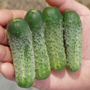 Review of the Pasamonte cucumber variety: advantages and disadvantages, features of agricultural technology