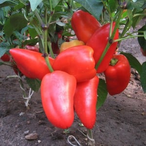 Why gardeners love the Bogatyr pepper variety so much and how to grow it correctly