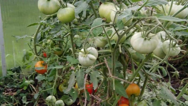 Résistante et facile d'entretien, la tomate Sibiryak est idéale pour cultiver dans les régions aux climats rigoureux