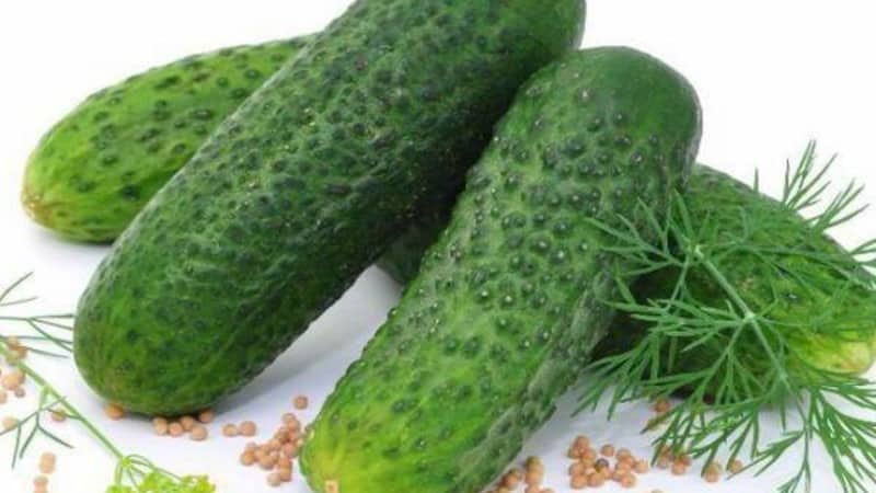 Hybrid cucumber Dirigent mula sa Dutch breeders