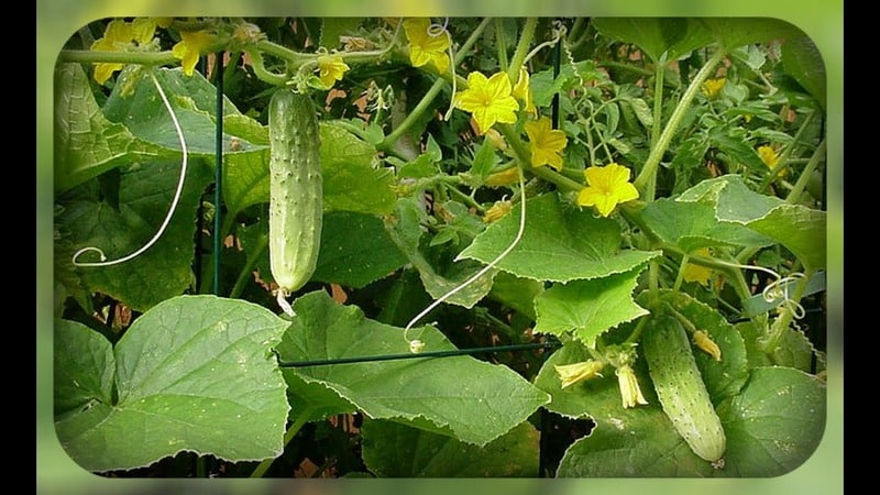 Hybridgurke Dirigent von niederländischen Züchtern