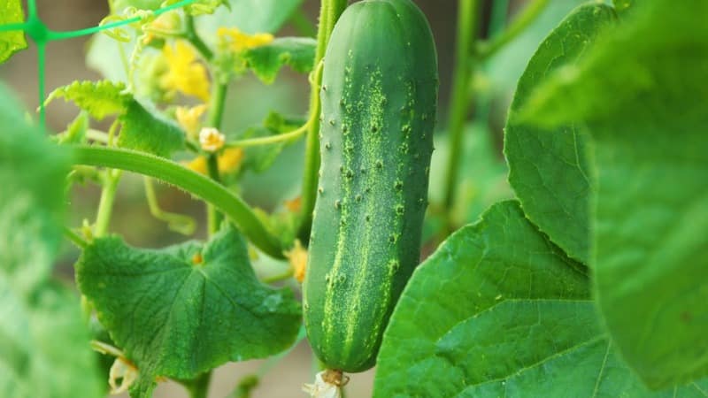 Hybridgurke Dirigent von niederländischen Züchtern