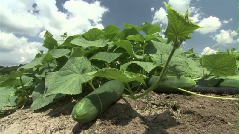 Hybrid agurk Dirigent fra hollandske opdrættere