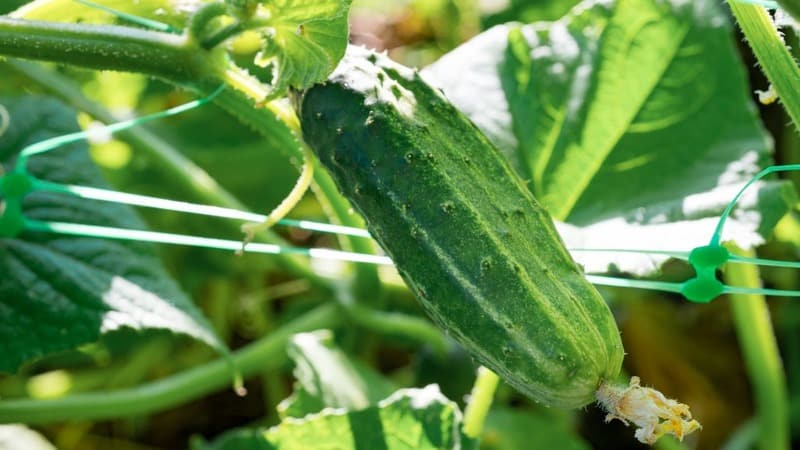 Hybridní okurka Dirigent od holandských chovatelů