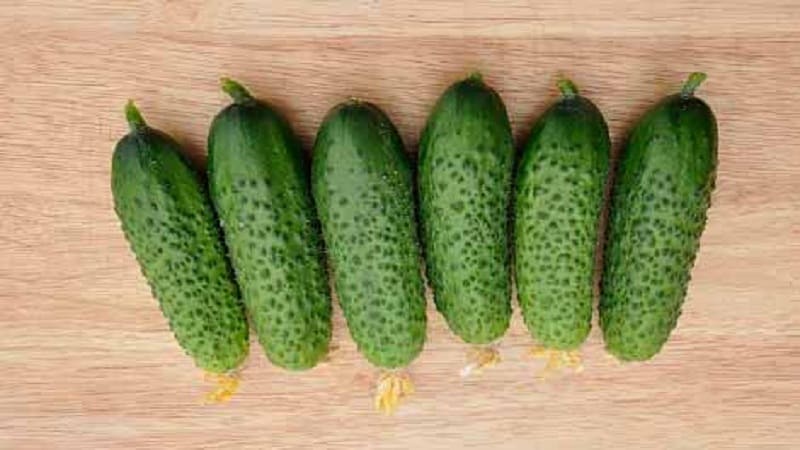 Isang promising at high-yielding na hybrid ng Kibria cucumber, madaling alagaan at masarap tikman