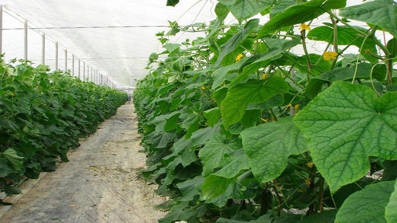 A promising and high-yielding hybrid of Kibria cucumbers, easy to care for and pleasant to taste