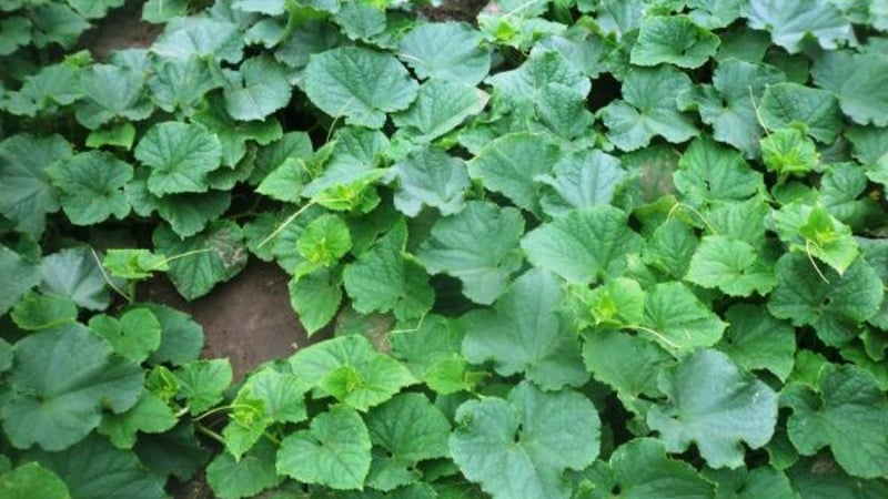 Híbrido de pepino de maduración temprana Héctor para campo abierto.