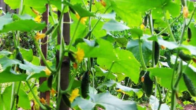 Híbrido de pepino de maduración temprana Héctor para campo abierto.