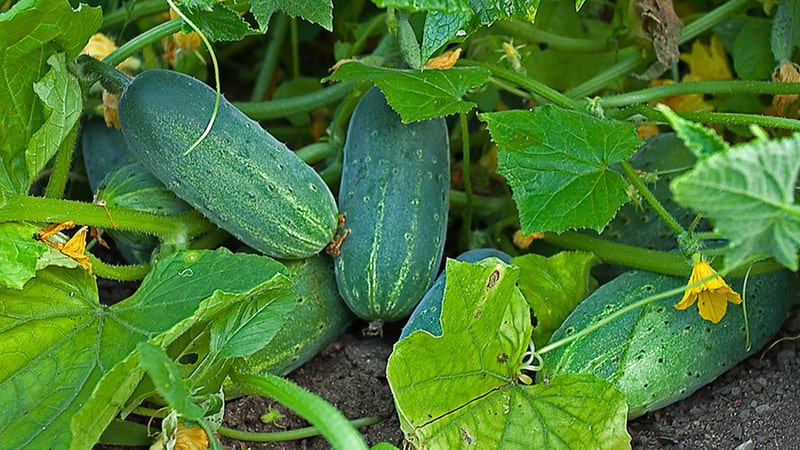 Híbrido de pepino de maduración temprana Héctor para campo abierto.