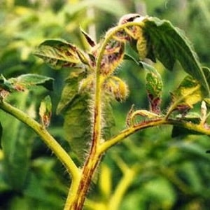 Tomates striées