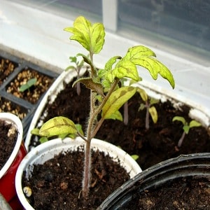 Comment vos plants de tomates peuvent tomber malades et comment cela peut se terminer