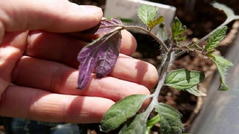 Hvordan dine tomatkimplanter kan blive syge, og hvordan det kan ende