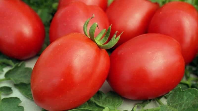 Revue des meilleures variétés de tomates hautes pour pleine terre : aide au choix et avis des estivants