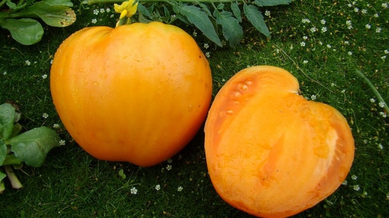 Herziening van de beste variëteiten hoge tomaten voor de volle grond: hulp bij het kiezen en beoordelingen van zomerbewoners