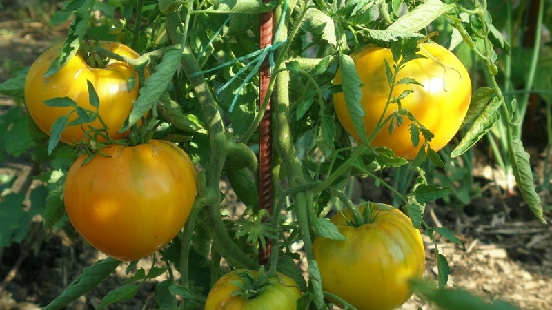 Suriin ang pinakamahusay na mga uri ng matataas na kamatis para sa bukas na lupa: tulong sa pagpili at mga pagsusuri mula sa mga residente ng tag-init