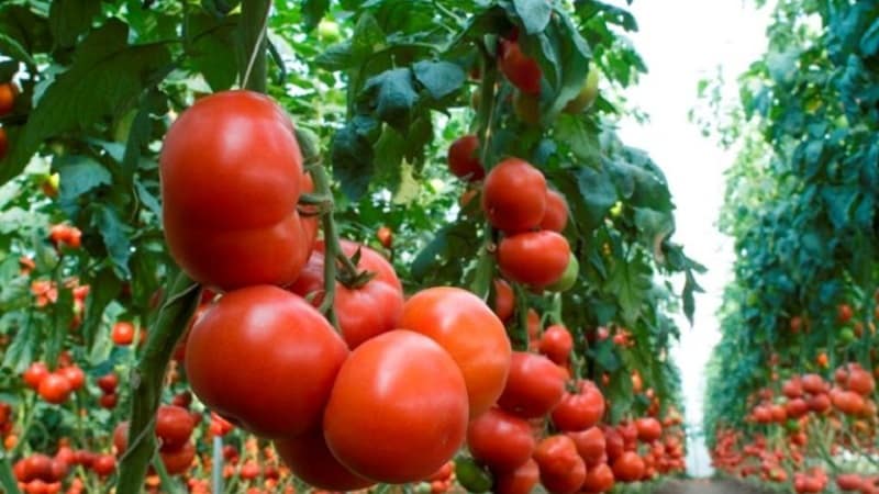 Revisione delle migliori varietà di pomodori alti per terreni aperti: aiuto nella scelta e recensioni dei residenti estivi