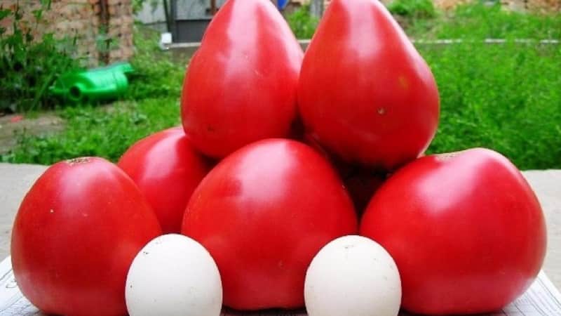 Revue des meilleures variétés de tomates hautes pour pleine terre : aide au choix et avis des estivants