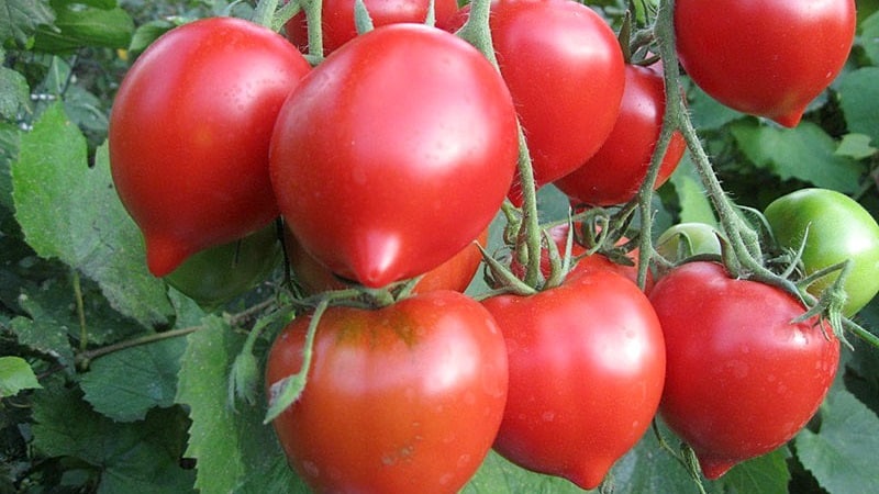 Ülevaade avamaa kõrgete tomatite parimatest sortidest: abi valimisel ja suveelanike ülevaated