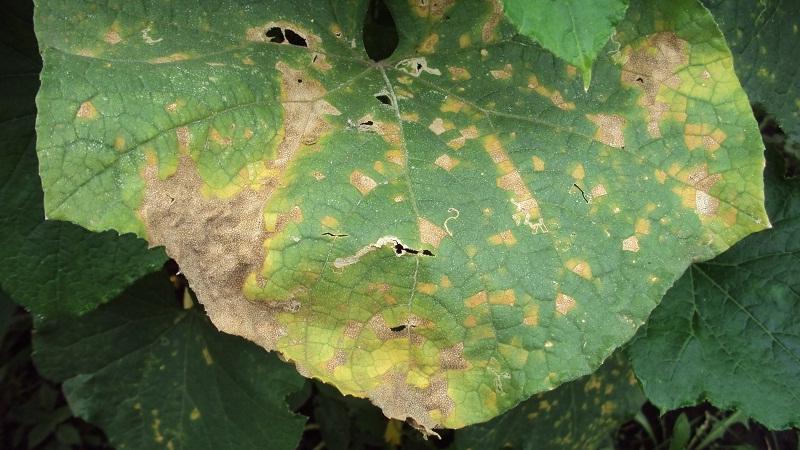 Por qué aparecen manchas de óxido en las hojas de pepino y cómo tratarlas