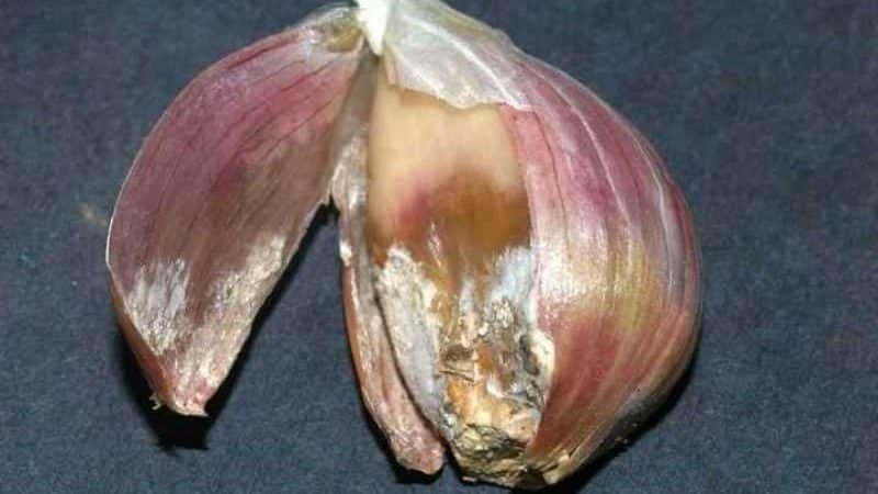 Bagaimana dan dengan apa untuk merawat bawang putih sebelum menanam untuk musim sejuk: peraturan untuk menyediakan bahan penanaman dan petua berguna