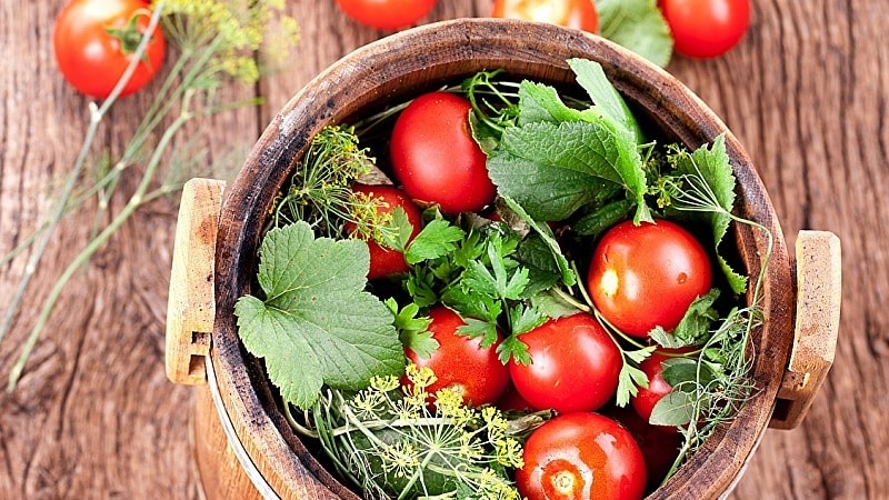 Le 10 migliori ricette per marinare i pomodori in botte, caratteristiche della preparazione dei contenitori e della conservazione dei sottaceti già pronti