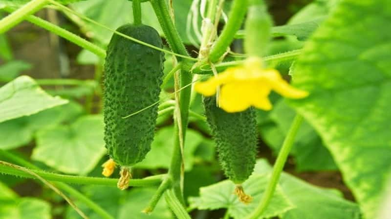 Pepino Shchedrik de amadurecimento precoce e autopolinização para consumo in natura e preparações para o inverno